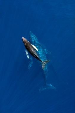 Image of Humpback whale (Megaptera novaeangliae) - Mother and calf, Baja California, Mexico, North Pacific, aerial