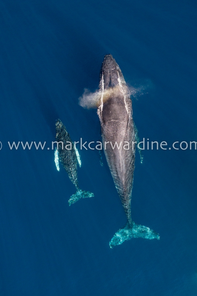 Humpback whale (Megaptera novaeangliae)