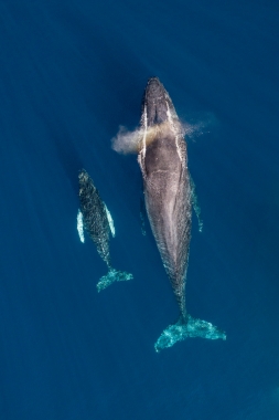 Image of Humpback whale (Megaptera novaeangliae) - Mother and calf, Baja California, Mexico, North Pacific, aerial