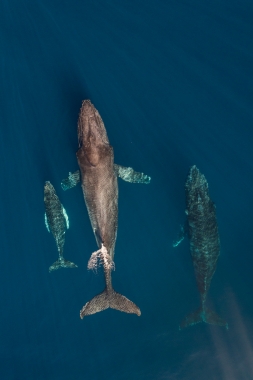 Image of Humpback whale (Megaptera novaeangliae) - Mother, calf and male escort, Baja California, Mexico, North Pacific, aerial