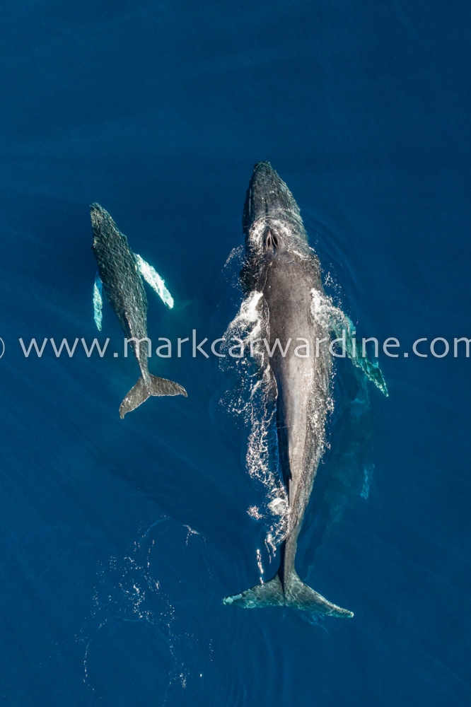 Humpback whale (Megaptera novaeangliae)