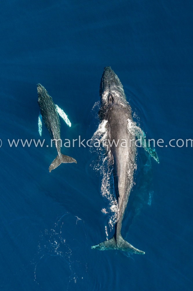 Humpback whale (Megaptera novaeangliae)