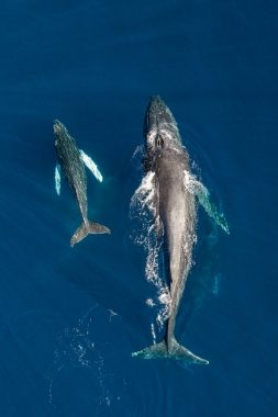 Image of Humpback whale (Megaptera novaeangliae) - Mother and calf, Baja California, Mexico, North Pacific, aerial