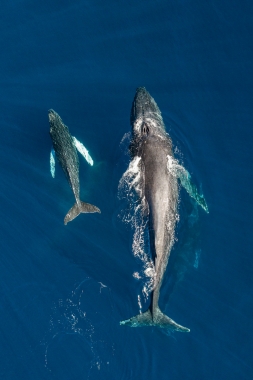 Image of Humpback whale (Megaptera novaeangliae) - Mother and calf, Baja California, Mexico, North Pacific, aerial