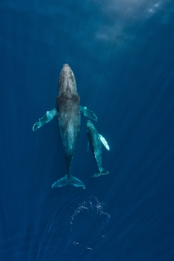 Image of Humpback whale (Megaptera novaeangliae) - Mother and calf, Baja California, Mexico, North Pacific, aerial