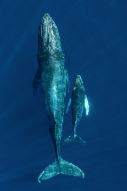 Image of Humpback whale (Megaptera novaeangliae) - Mother and calf, Baja California, Mexico, North Pacific, aerial