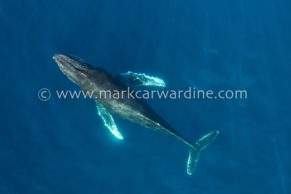 Humpback whale (Megaptera novaeangliae)