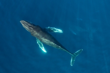 Image of Humpback whale (Megaptera novaeangliae) - Baja California, Mexico, North Pacific, aerial