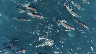 Video of Common dolphin (Delphinus delphis) - Aerial footage of common dolphins, Baja California, Mexico, North Pacific