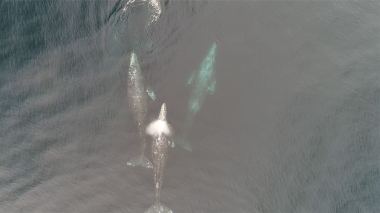Video of Grey whale (Eschrichtius robustus) - Aerial footage of grey whales travelling from breeding grounds in Baja California, Mexico, North Pacific