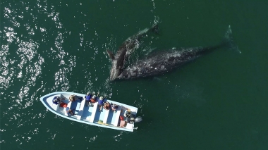 Video of Grey whale (Eschrichtius robustus) - Aerial footage of friendly grey whales interacting with tourist boat, San Ignacio Lagoon, Baja California, Mexico