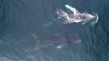 Video of Humpback whale (Megaptera novaeangliae).... - Aerial footage of humpback whale ‘rowdy’ behaviour as males fight over a female, Baja California, Mexico