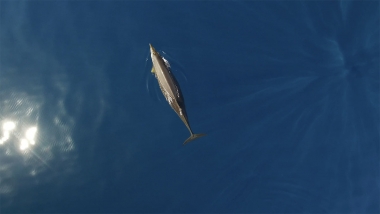 Video of Peruvian beaked whale (Mesoplodon peruvianus) - Rare aerial footage of Peruvian beaked whale in Sea of Cortez (Gulf of California), Mexico