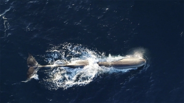Video of Sperm whale (Physeter macrocephalus) - Aerial footage of adult sperm whale surfacing in Sea of Cortez (Gulf of California), Mexico