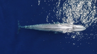 Video of Blue whale (Balaenoptera musculus) - Aerial footage of blue whale surfacing, Baja California, Mexico, North Pacific