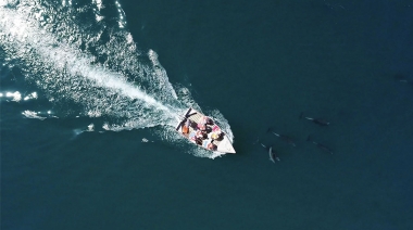 Video of Common bottlenose dolphin (Tursiops truncatus) - Aerial footage of dolphins swimming with a panga, Sea of Cortez (Gulf of California), Mexico