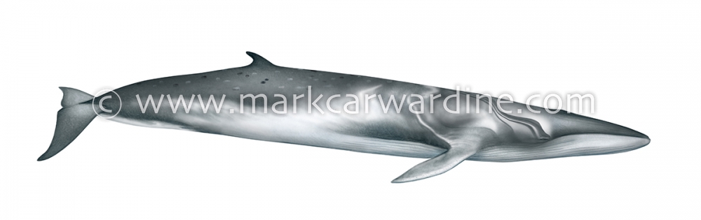 Omura’s whale (Balaenoptera omurai)