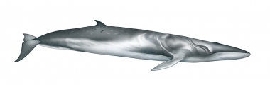 Image of Omura’s whale (Balaenoptera omurai) - Adult right side