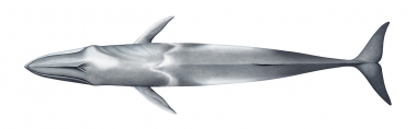 Image of Omura’s whale (Balaenoptera omurai) - Adult topside