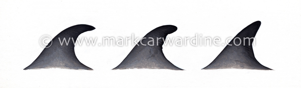 Omura’s whale (Balaenoptera omurai)