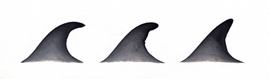 Image of Omura’s whale (Balaenoptera omurai) - Dorsal fin variations