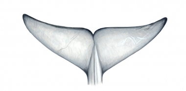 Image of Omura’s whale (Balaenoptera omurai) - Underside of flukes