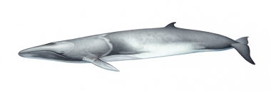 Image of Omura’s whale (Balaenoptera omurai) - Adult left side