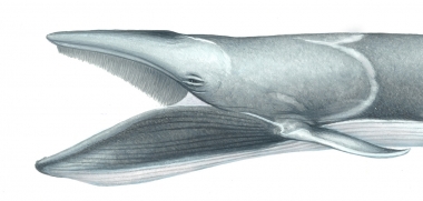 Image of Omura’s whale (Balaenoptera omurai) - Adult with open mouth