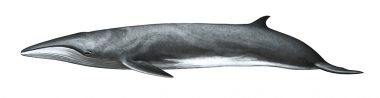 Image of Sei whale (Balaenoptera borealis) - Calf