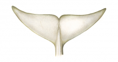 Image of Sei whale (Balaenoptera borealis) - Flukes