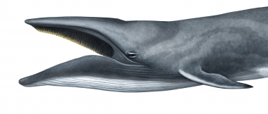 Image of Sei whale (Balaenoptera borealis) - Adult with open mouth