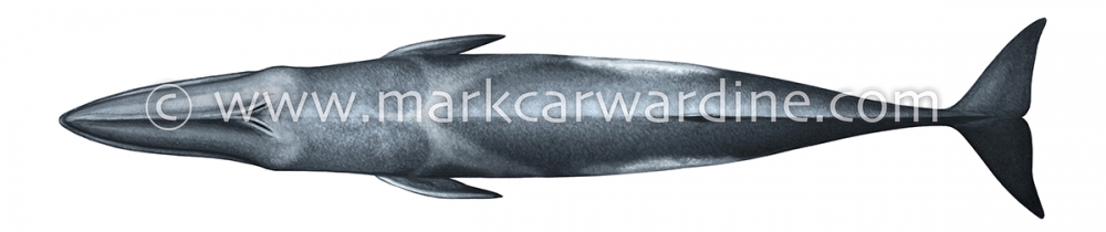 Sei whale (Balaenoptera borealis)