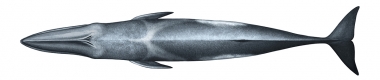 Image of Sei whale (Balaenoptera borealis) - Adult topside