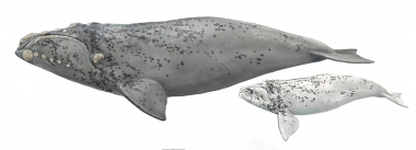 Image of Southern right whale (Eubalaena australis) - Variant known as ‘grey-morph’ where whales are born predominently white with splatterings of black spots; adult and calf