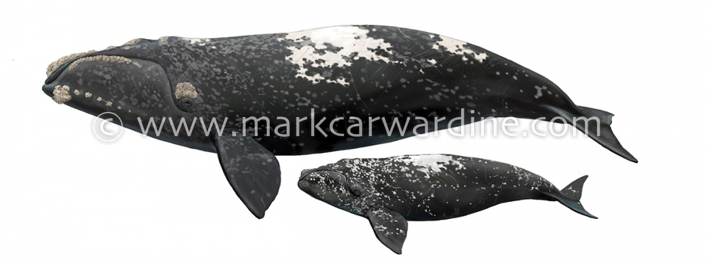 Southern right whale (Eubalaena australis)