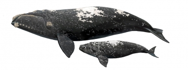 Image of Southern right whale (Eubalaena australis) - Variant known as ‘partial-grey-morph with white-blaze’ where whales are born with sharp-edged white patches on their backs; adult and calf