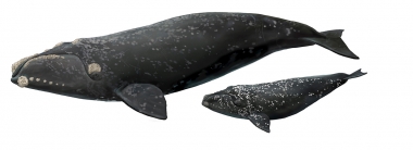 Image of Southern right whale (Eubalaena australis) - Variant known as ‘partial-grey-morph’ where whales are born predominantly black with splatterings of white; adult and calf