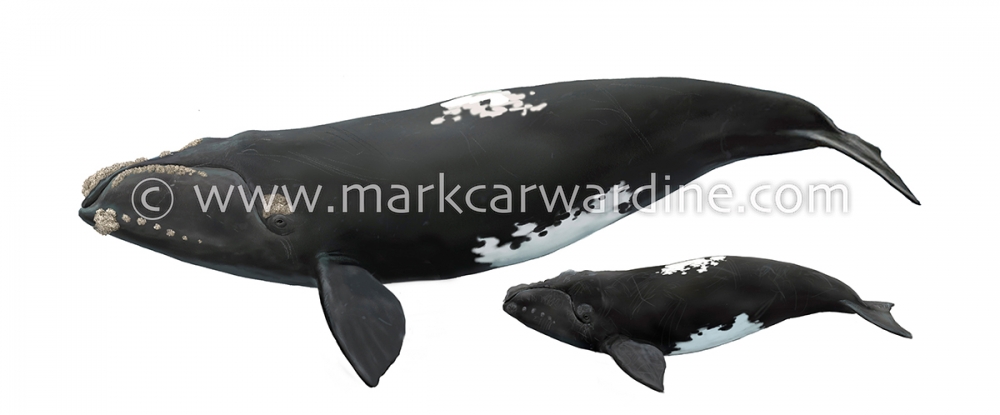 Southern right whale (Eubalaena australis)