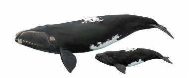 Image of Southern right whale (Eubalaena australis) - Variant known as ‘white-blaze’ where whales are born predominantly black with ssharp-edges paatches of white on belly and back; adult and calf