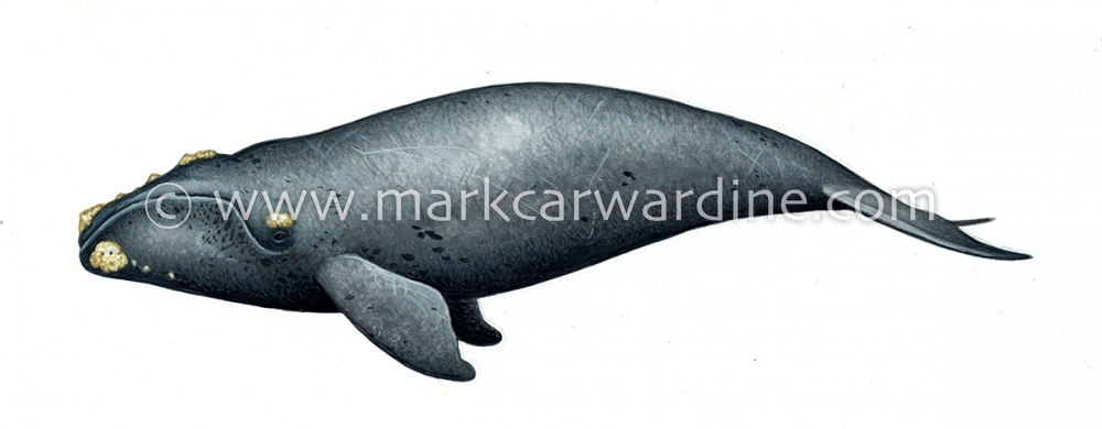 Southern right whale (Eubalaena australis)