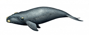 Image of Southern right whale (Eubalaena australis) - Calf