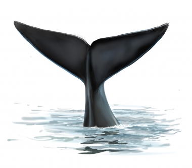 Image of Southern right whale (Eubalaena australis) - Fluking