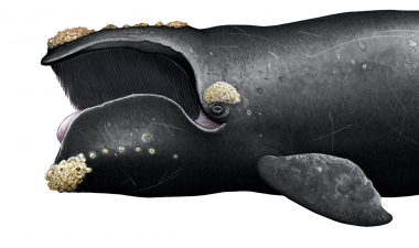 Image of Southern right whale (Eubalaena australis) - Adult with open mouth and showing callosities on head
