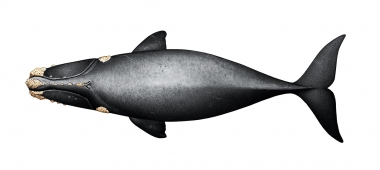 Image of Southern right whale (Eubalaena australis) - Adult topside