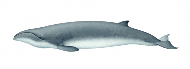 Image of Pygmy right whale (Caperea marginata) - Adult variation