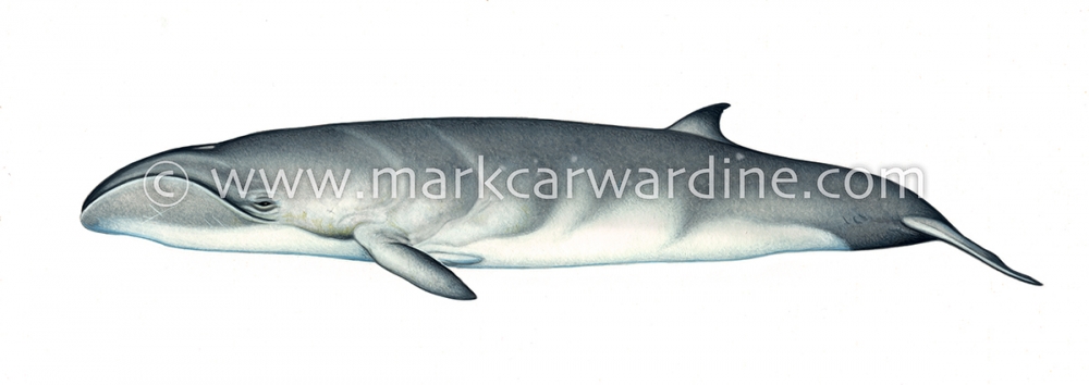 Pygmy right whale (Caperea marginata)
