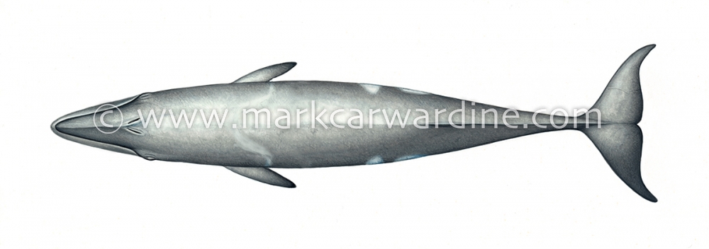 Pygmy right whale (Caperea marginata)