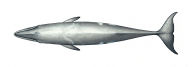 Image of Pygmy right whale (Caperea marginata) - Adult topside