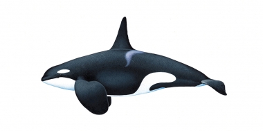 Image of Killer whale or orca (Orcinus orca) - Adult male offshore, North Pacific
