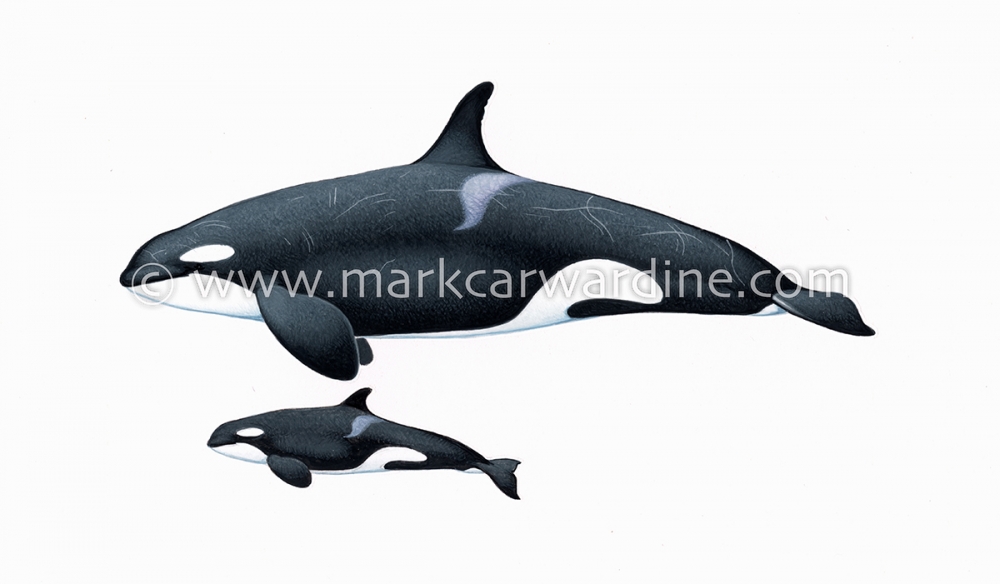 Killer whale or orca (Orcinus orca)